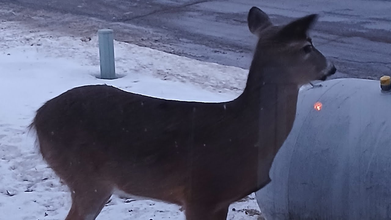 nature Watching
