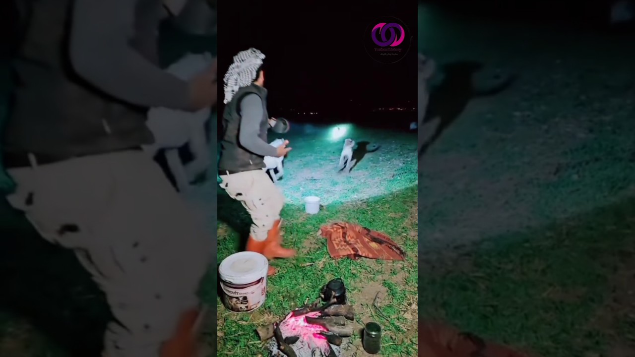 لن تصدق ماذا فعل هذا الراعي عندما هاجمت الذئاب القطيع -شاهد للنهاية 