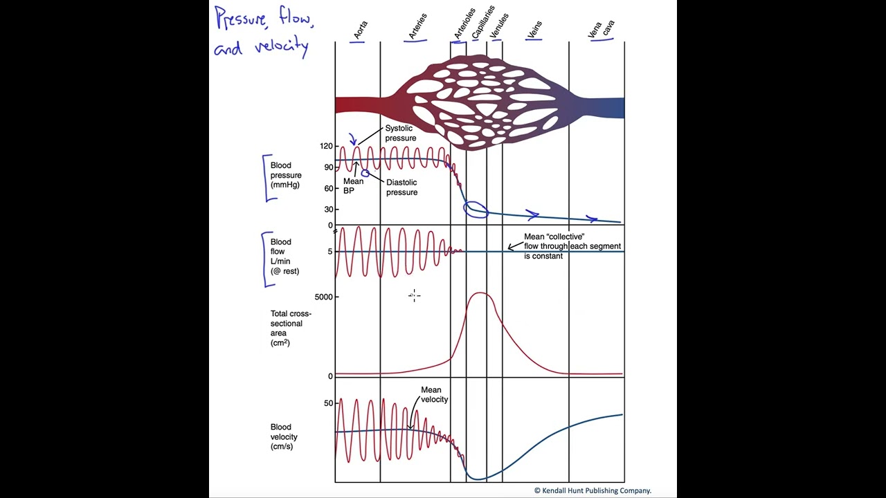 Pressure, flow and velocity of blood