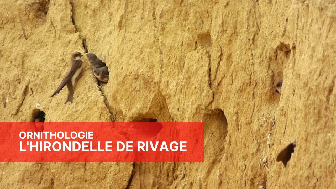 Portrait de l'Hirondelle de rivage - Baie de Goulven sauvage