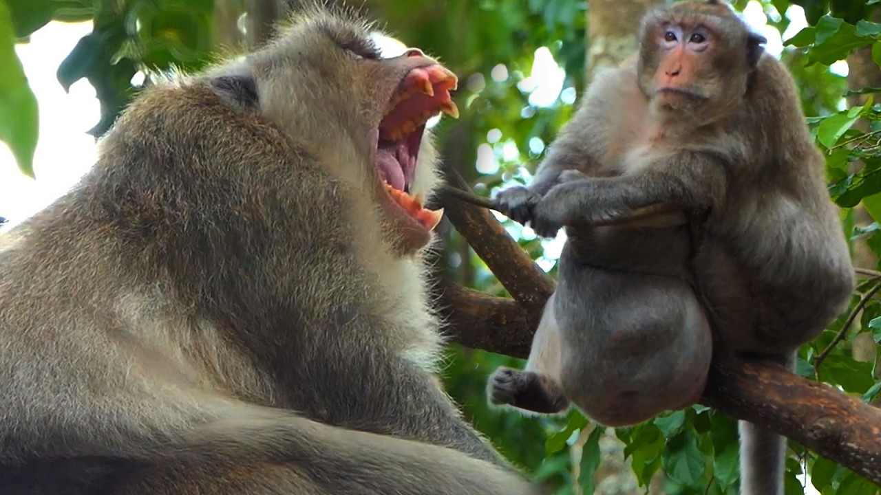 Lovely Moments, Relaxing wildlife videos with natural sound, Charlie Monkey Group