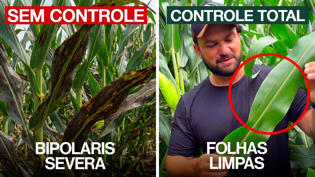 Como Controlar Bipolaris no Milho do Jeito Certo!