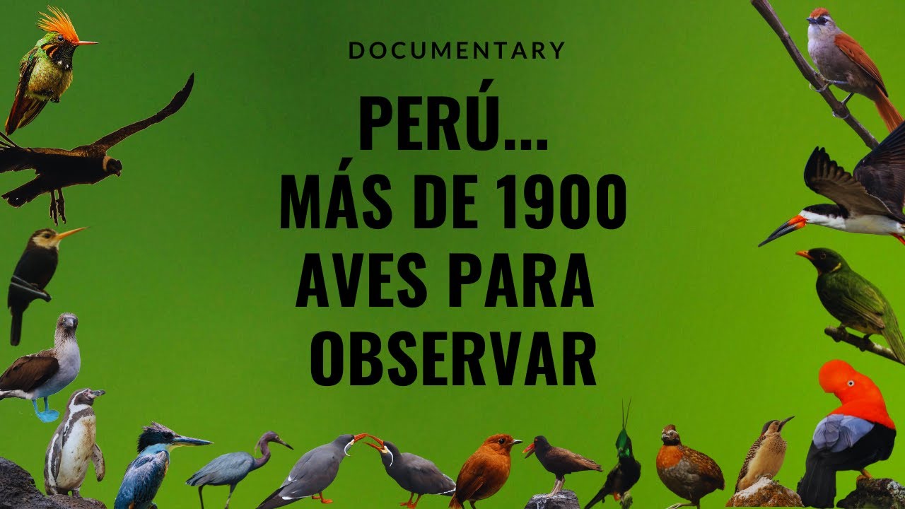 Perú... Más de 1900 especies de aves por observar