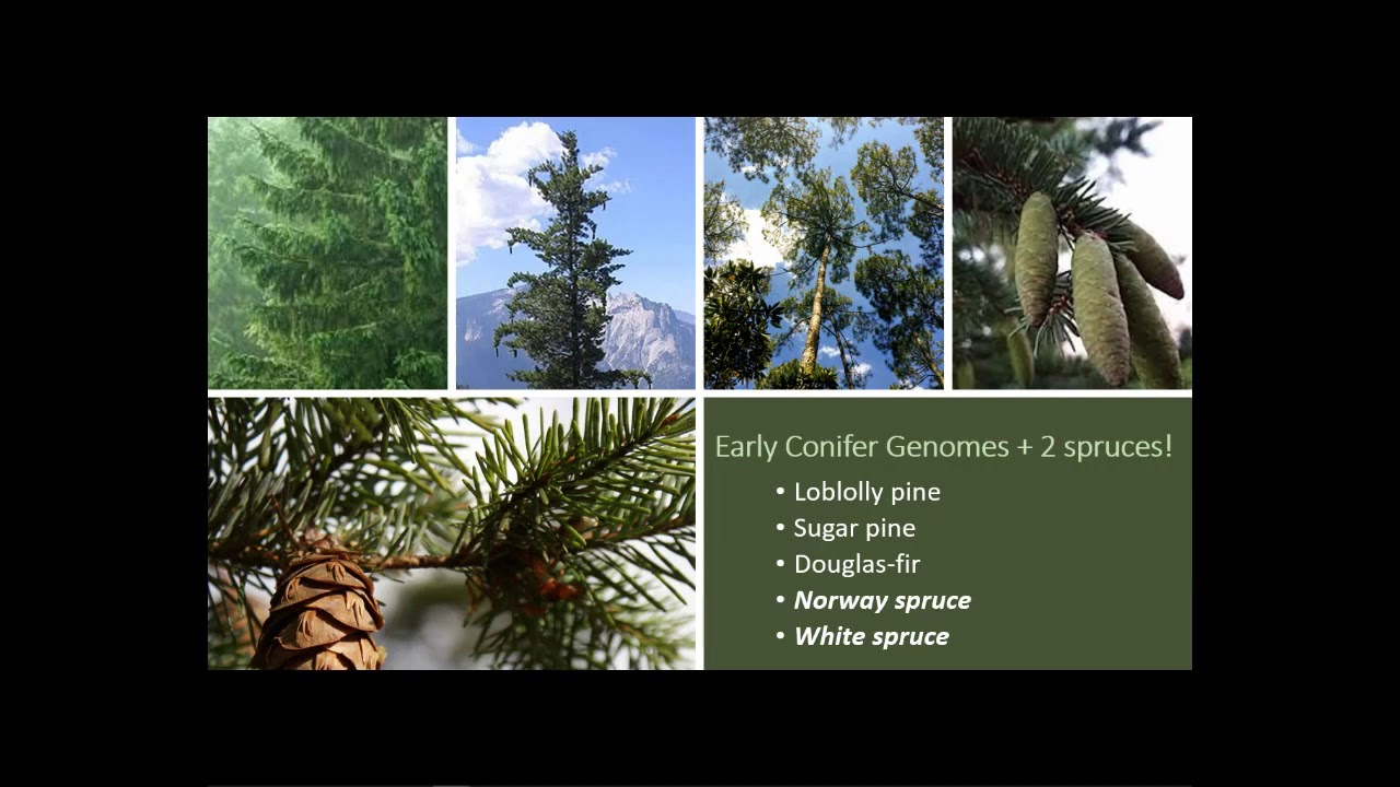 Integrating Beyond Genomics: Cyberinfrastructure for Forest Health and Productivity