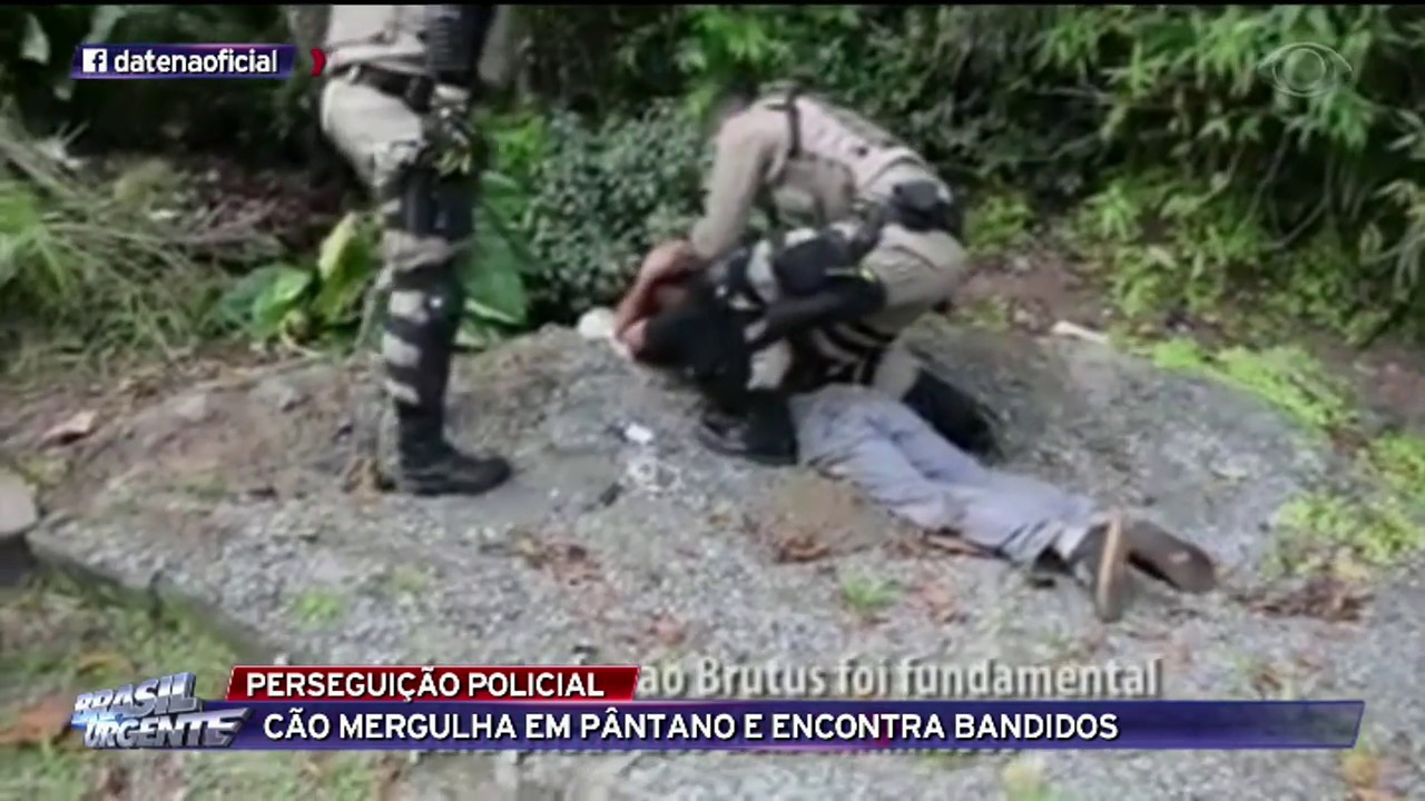 SC: C&atilde;o mergulha em p&acirc;ntano e encontra bandidos