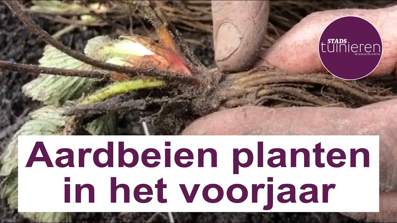 Stadstuinieren - Aardbeien planten - Zo doe je dat #moestuin
