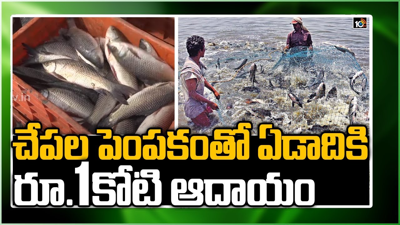 చేపల పెంపకంతో ఏడాదికి రూ 1 కోటి ఆదాయం | Huge Profits With Fish Farming | Matti Manishi | 10TV News