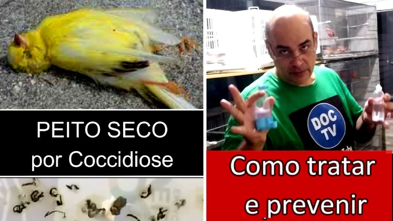 PEITO SECO -  COCCIDIOSE   - Aula Obrigatória #passaros