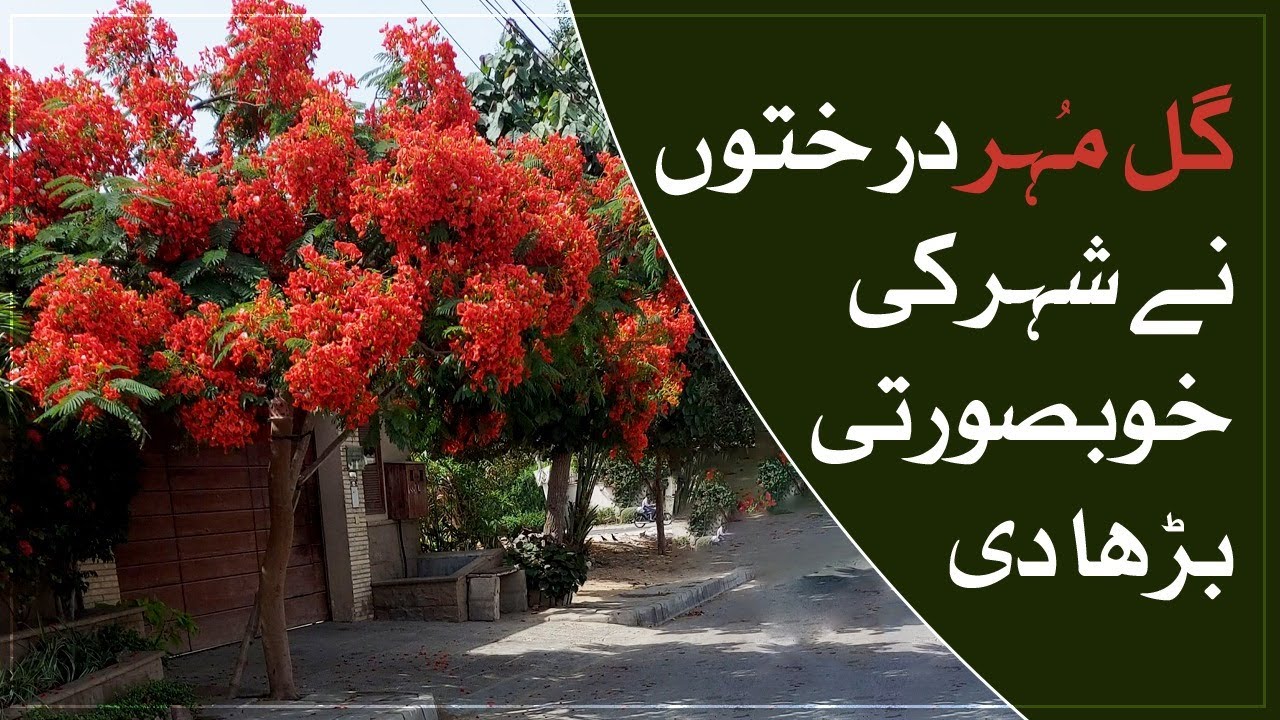 Benefits of Gulmohar tree (Royal poinciana) - @TalkShowsSamaa - SAMAA TV - 16 May 2022