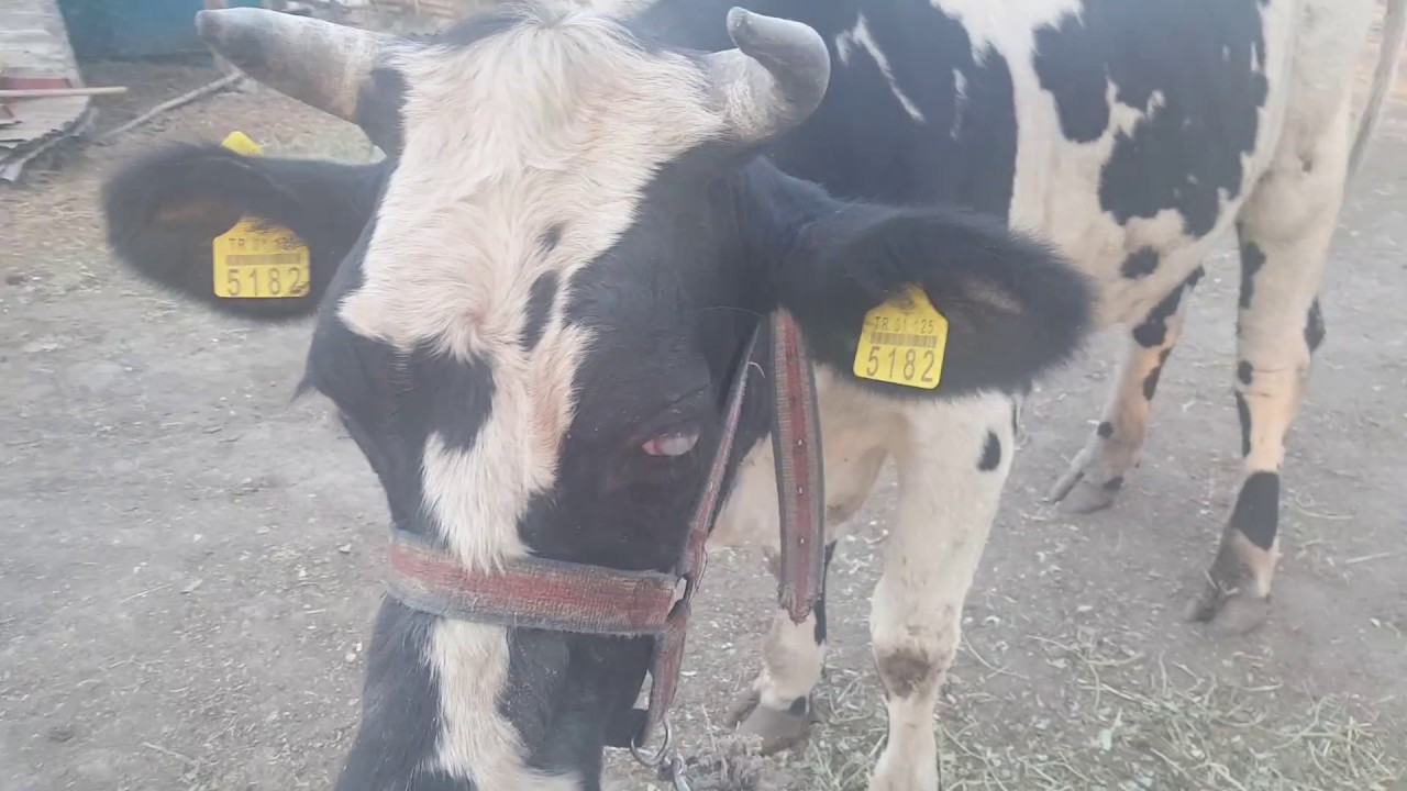 Coryza Gangrenosa bovum / İneklerde  Koyun Hastalığının Semptomları