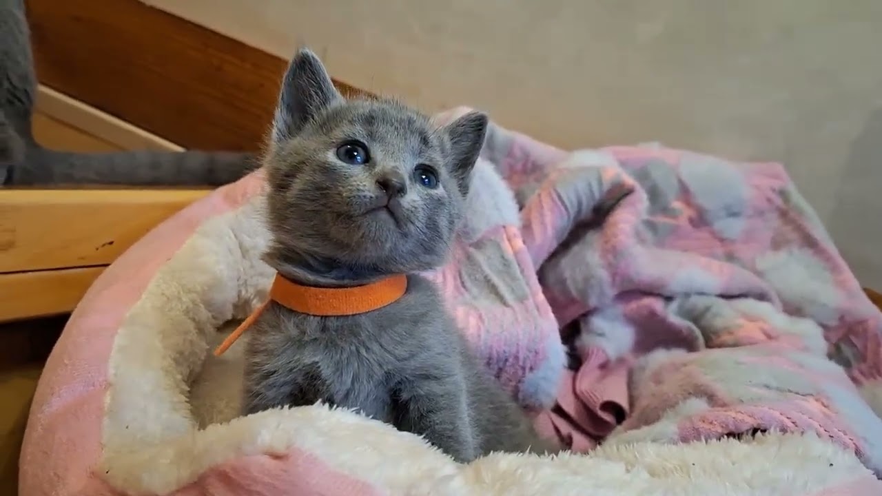 Hilton Russian Blue Blue Male