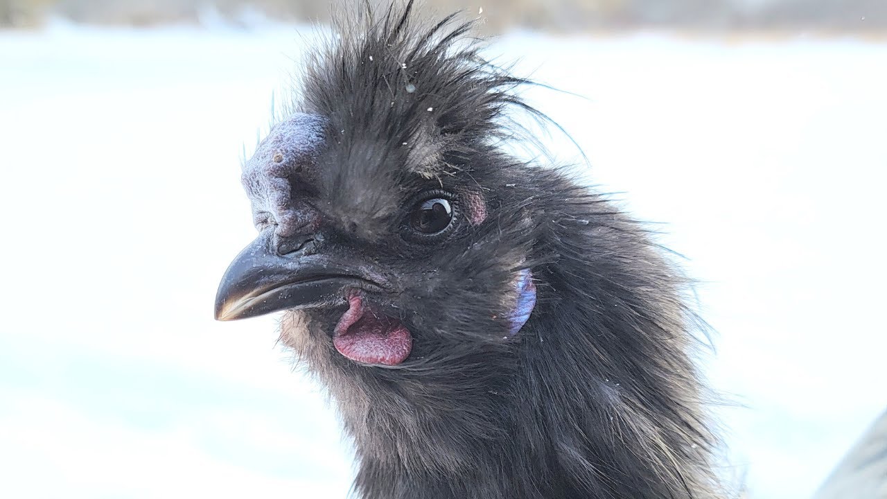 A quick boredom buster tip for your flock this winter! What&rsquo;s your favorite winter boredom buster?