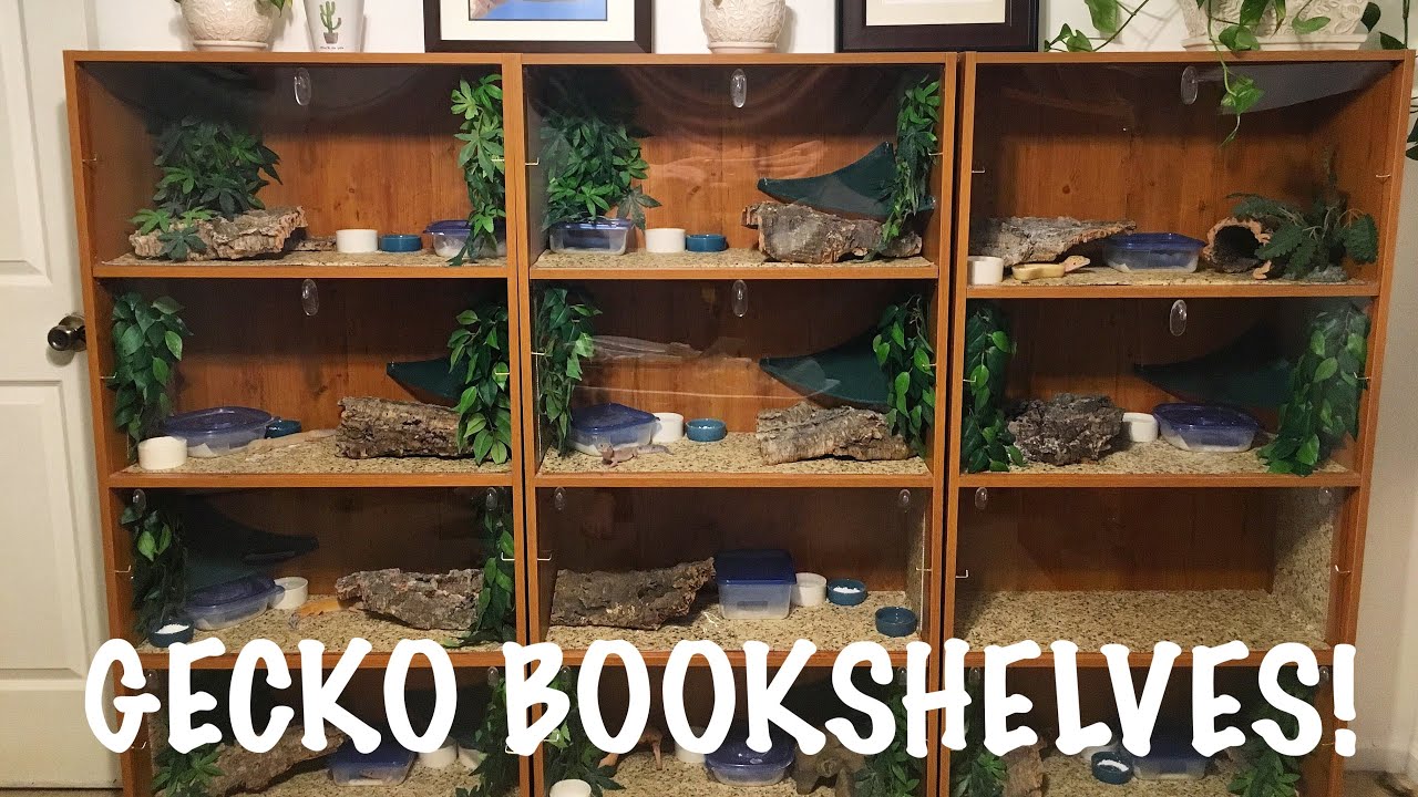 Gecko Bookshelf | DIY Leopard Gecko Enclosure