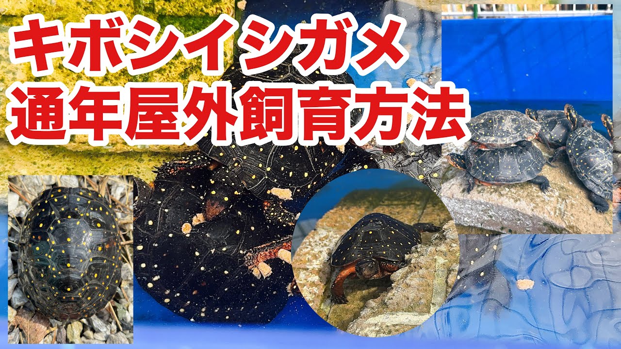 小型美種、キボシイシガメを1年中屋外で飼育する方法