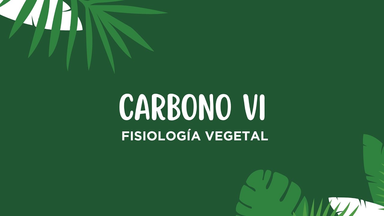 Carbono VI