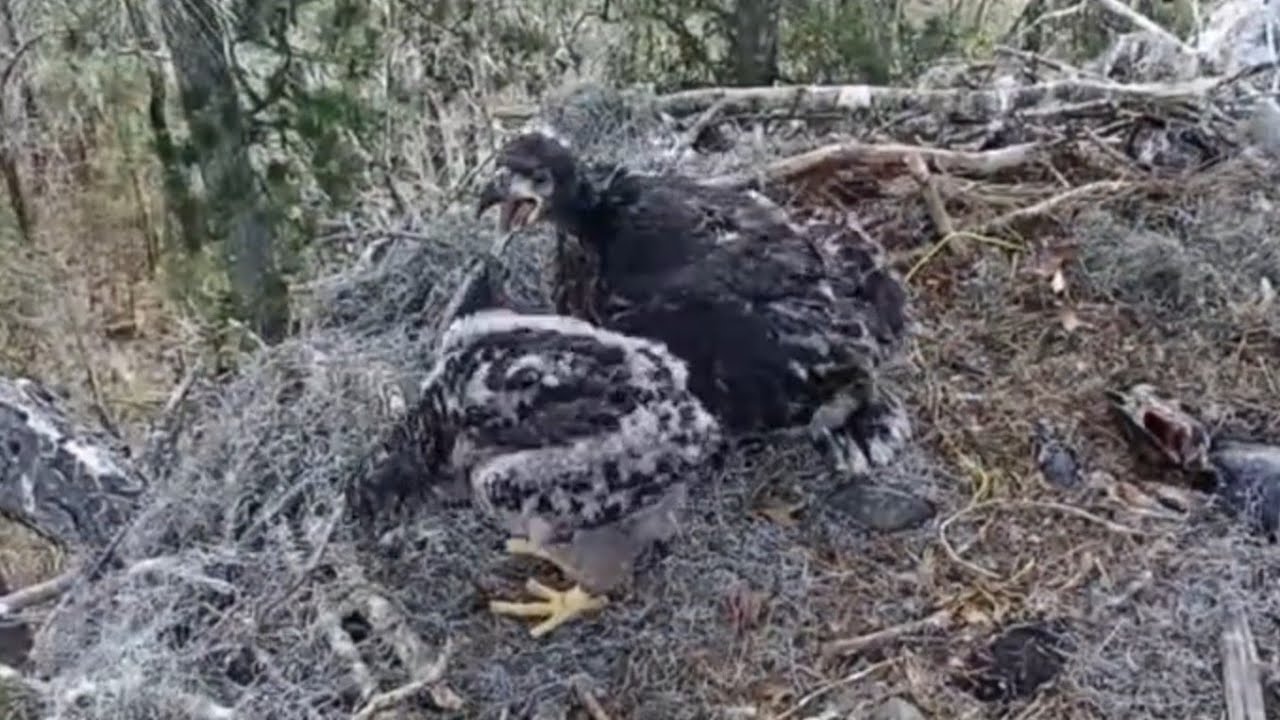 Big eaglet swallow turtle head, small eaglet self feeding |Kisatchie National Forest E-1 | Mar 5, 26