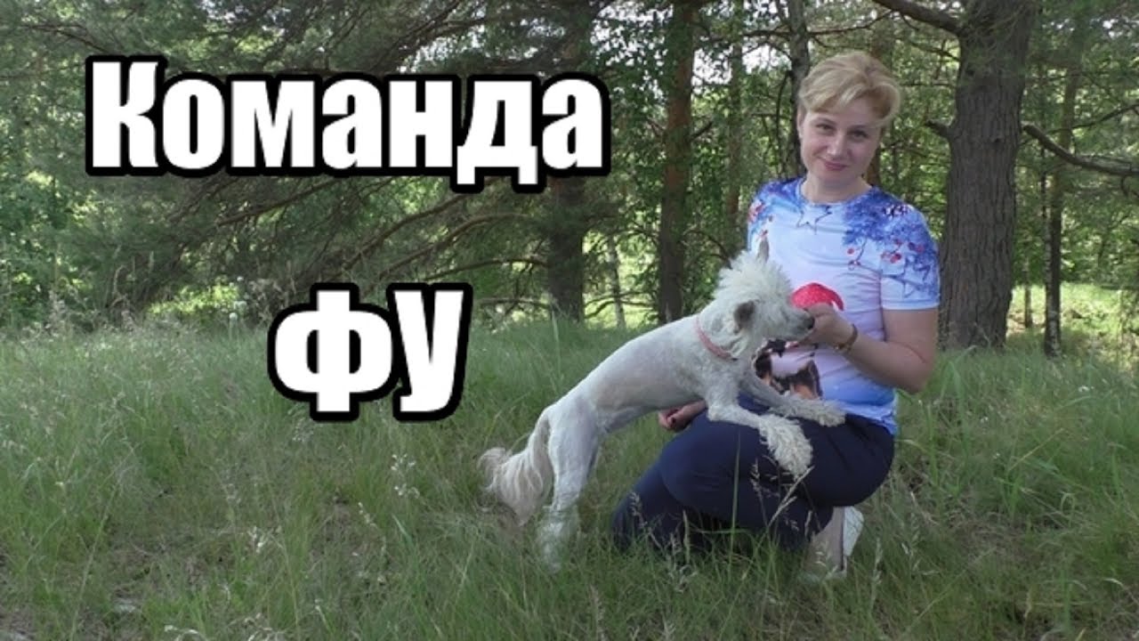 КОМАНДА 