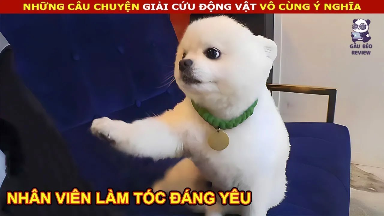 Chú Chó làm việc trong tiệm cắt tóc để trả ơn Người đã nuôi dưỡng || review Con Người và Cuộc Sống