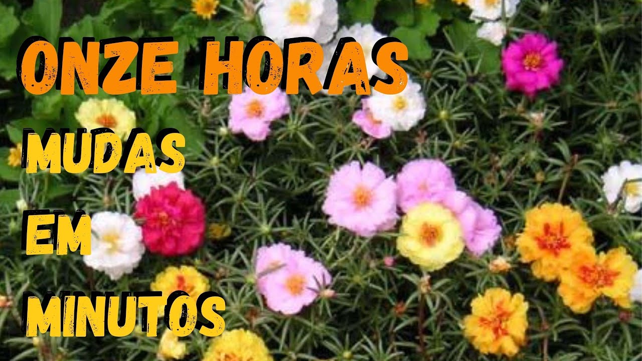 Como Fazer Mudas de Onze Horas ou Portulaca Grandiflora | Veja Esse Vídeo