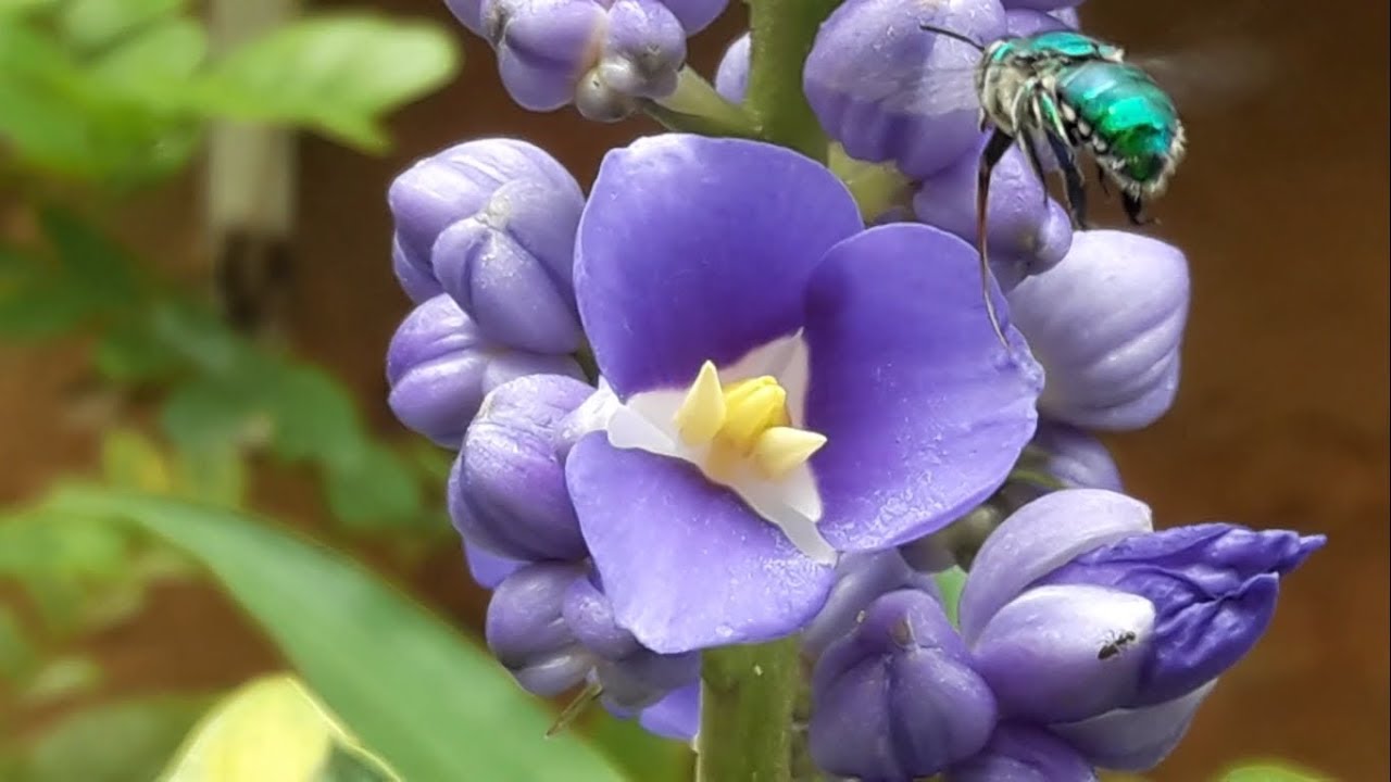 Abelha-das-Orquídeas na flor do Gengibre-azul