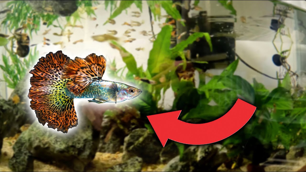 Culling My Guppies! (NO GUPPIES HARMED)