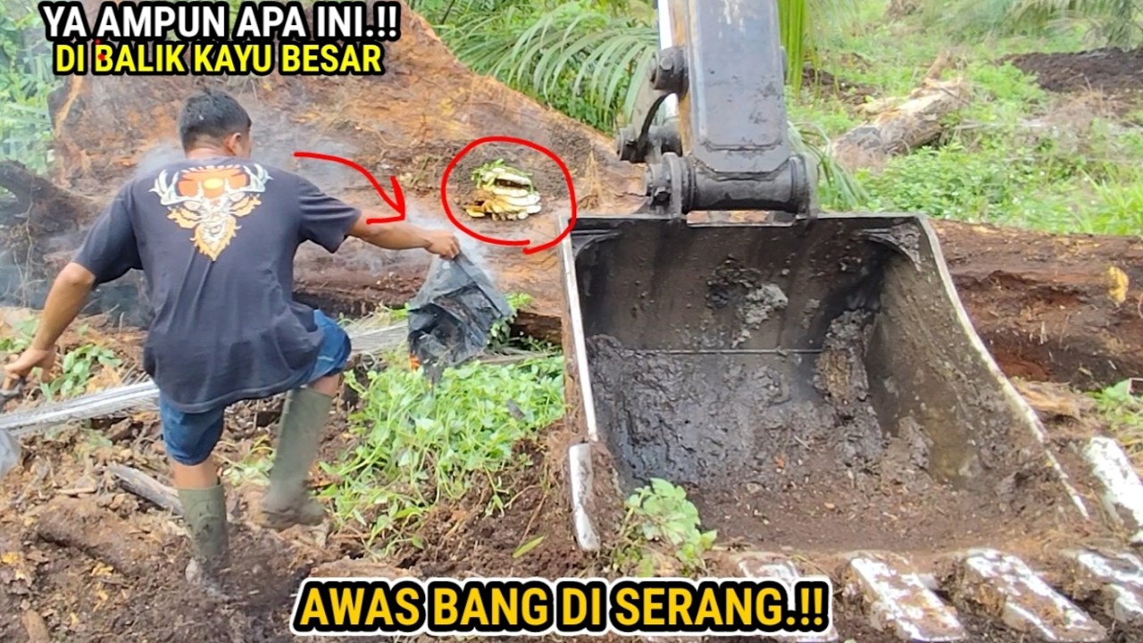 Nekat..!! Anak muda ini baru pertama kali nyoba endingnya lari terbirit birit di kerja tawon balap