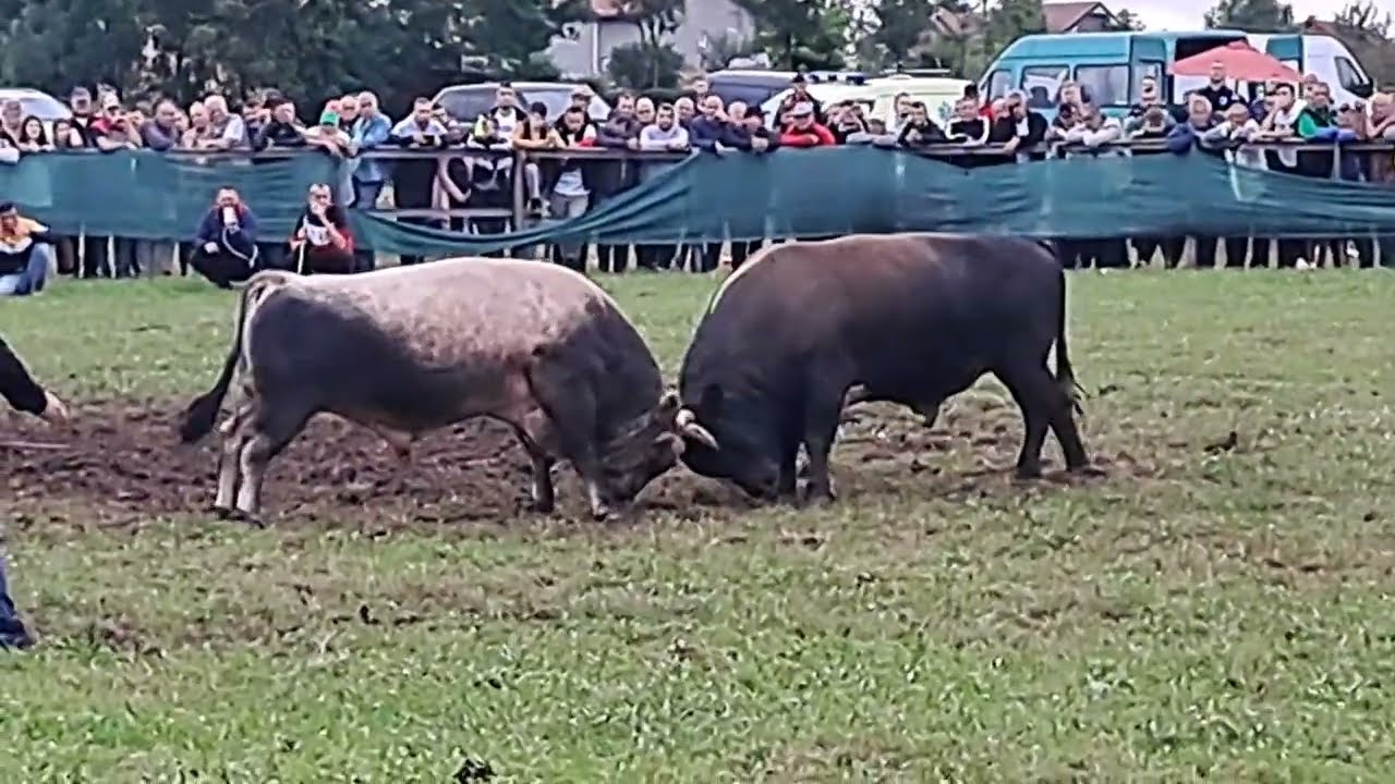 ZEĆO Edina Pračalića vs PERAN Dine Ramljaka Cazin 2023