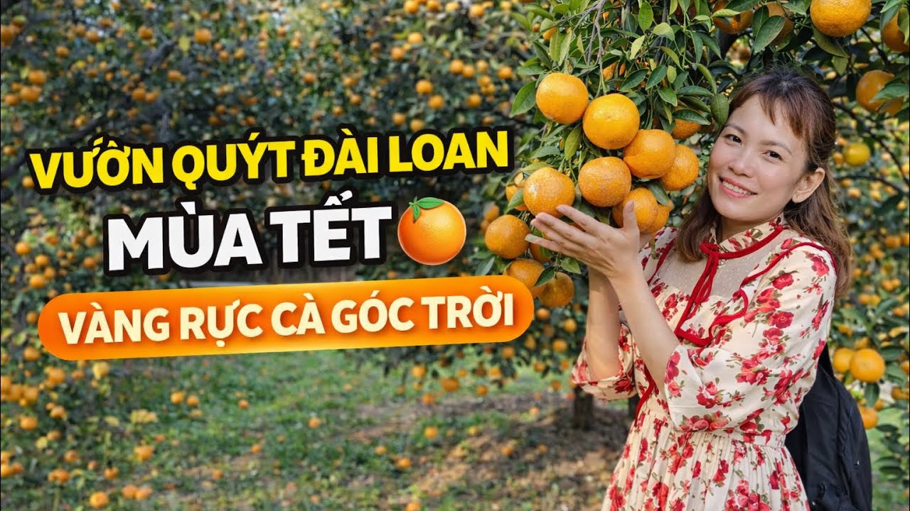 Vườn Quýt Đài Loan Mùa Tết 🍊Vàng Rực Cả Góc Trời 
