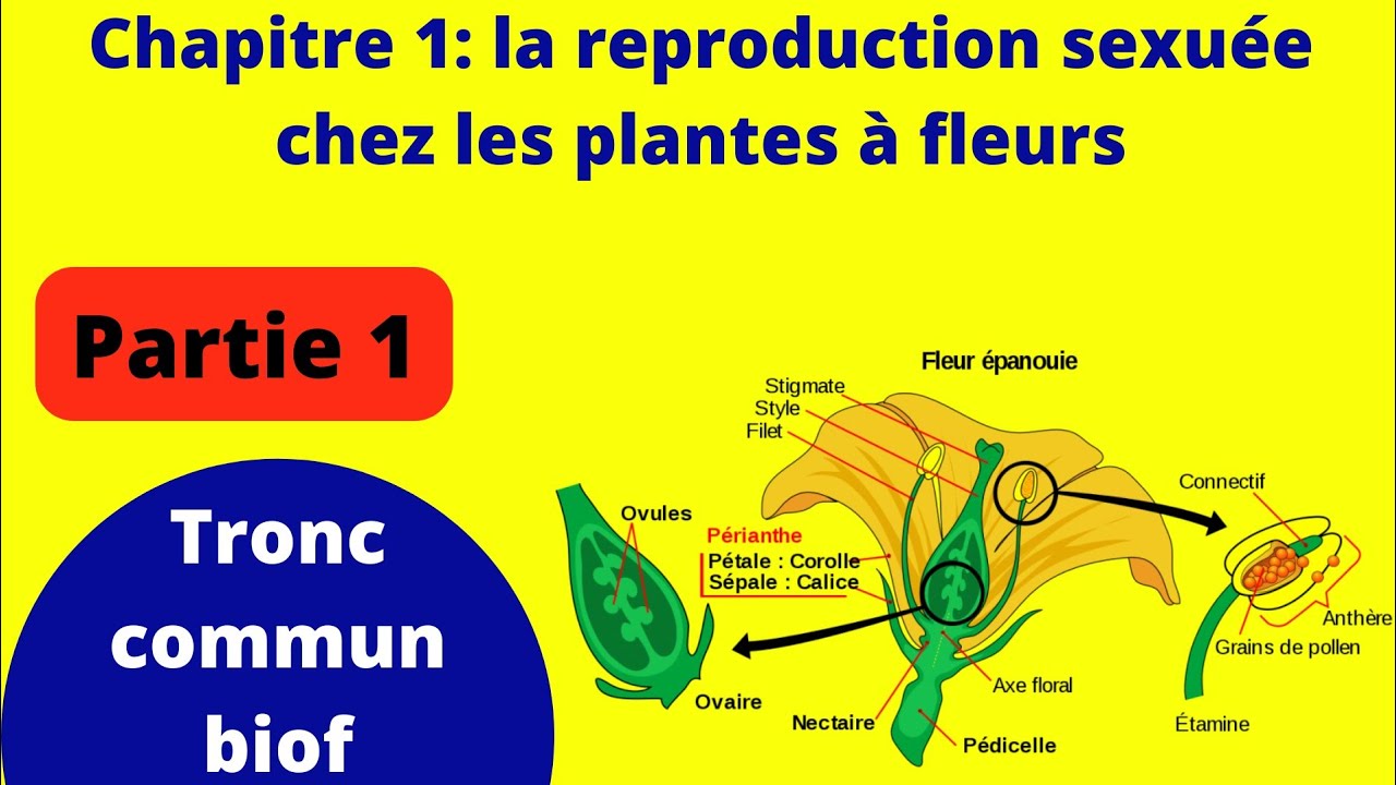 Tronc commun : chapitre 1 ➡️la reproduction sexuée chez les plantes à fleurs 📌 partie 1