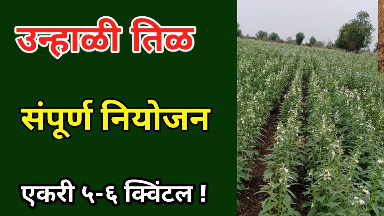 उन्हाळी तिळ कधी पेरवा, संपूर्ण नियोजन, वाण खत पाणी अंतर, unhali til perni mahiti