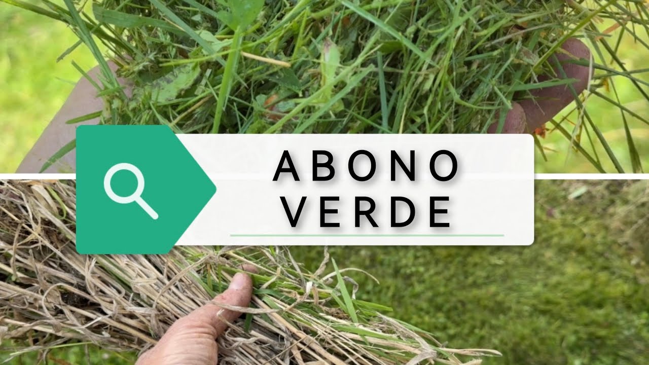 Siembra de abono verde oto&ntilde;o 2021. Iniciamos nuestra andadura de la mejor forma