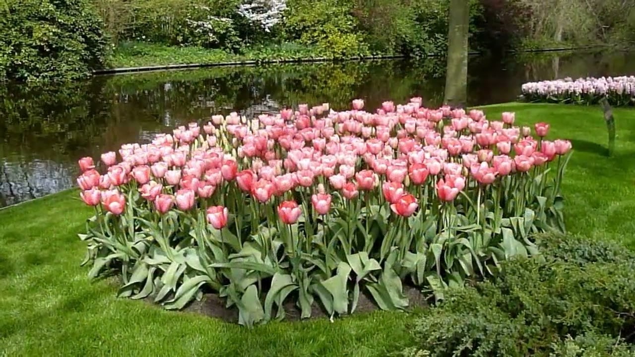 Keukenhof Botanical Garden in Lisse, Netherlands
