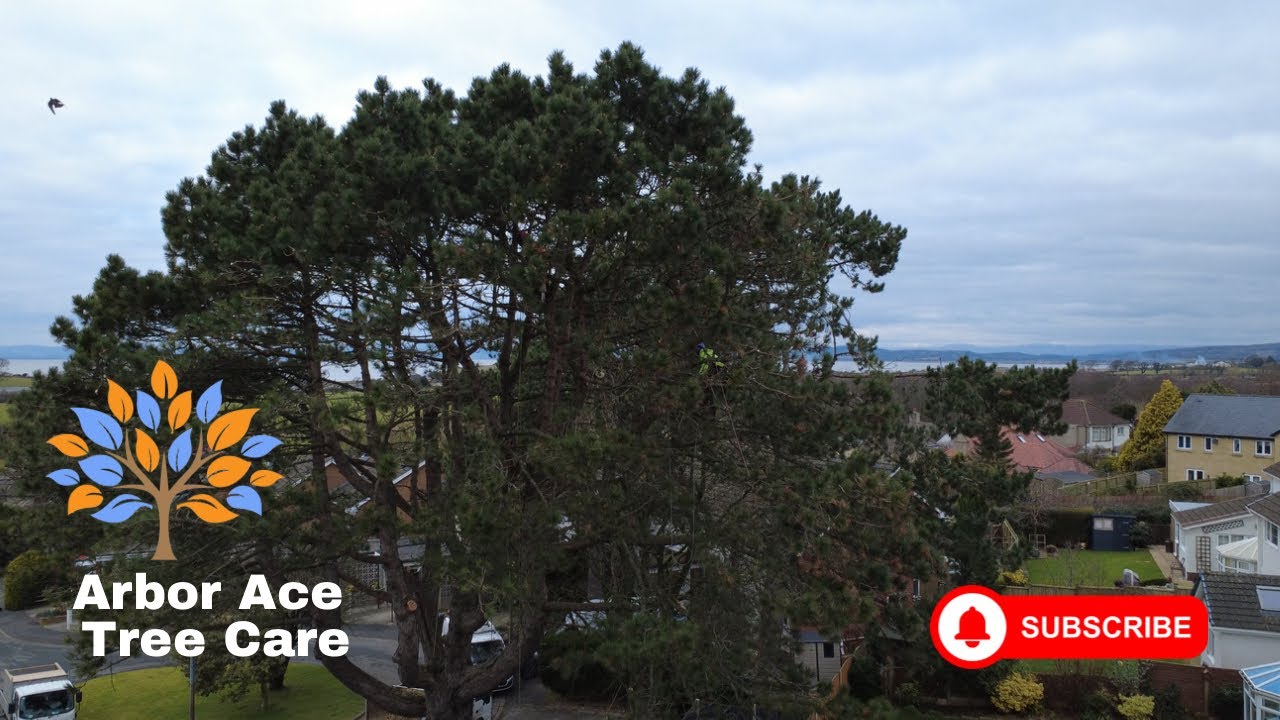 Amazing Pine Tree Arbor Ace Tree Care Worked On