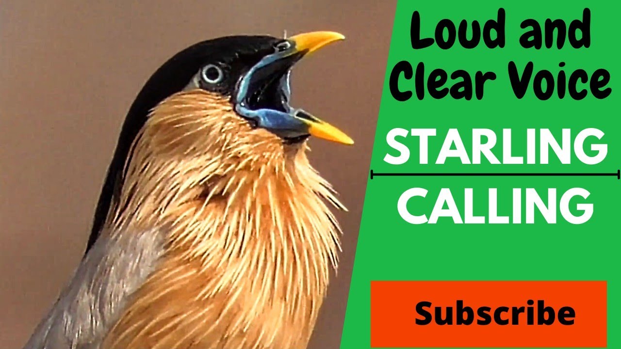 Brahminy Starling Calling || Birds Song
