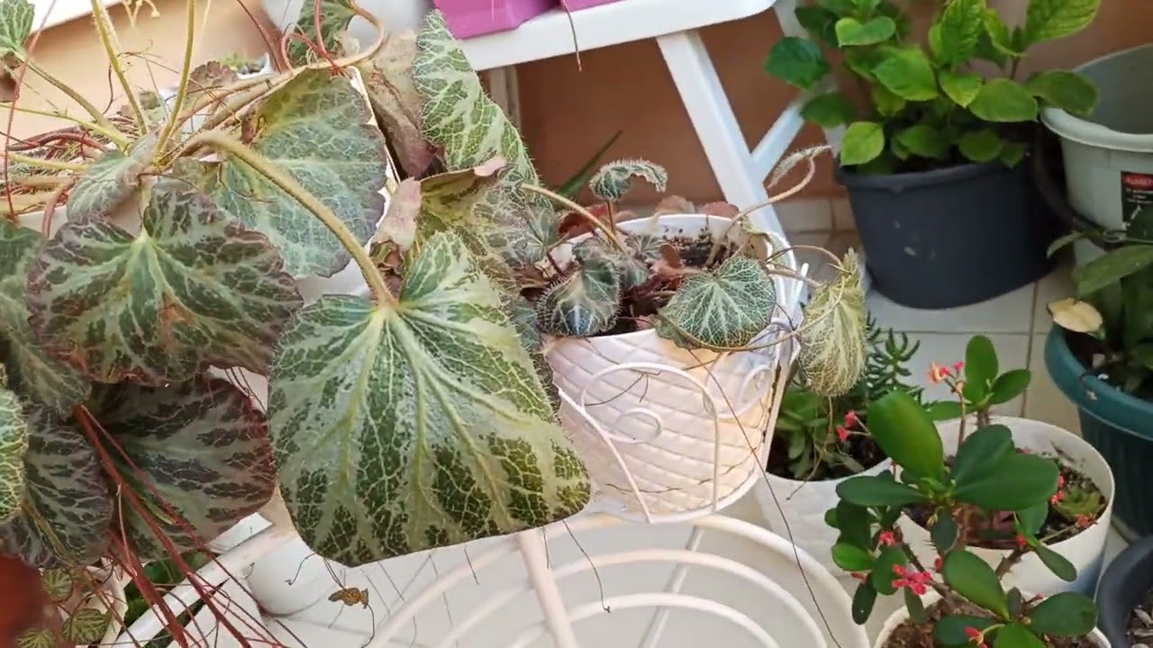 gelin teli,çilek begonya çiçeği bakımı, çoğaltımı ve konumu🤩🌸🥰🤗