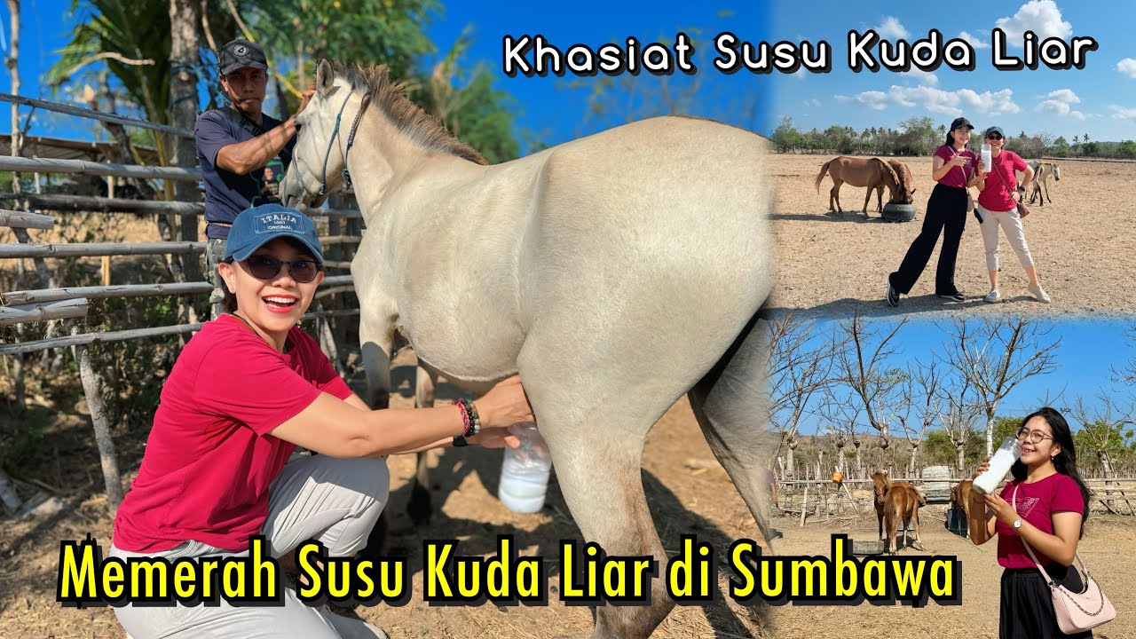 Khasiat Susu Kuda Liar | Susu Kuda Sumbawa @AyunkanLangkahmu