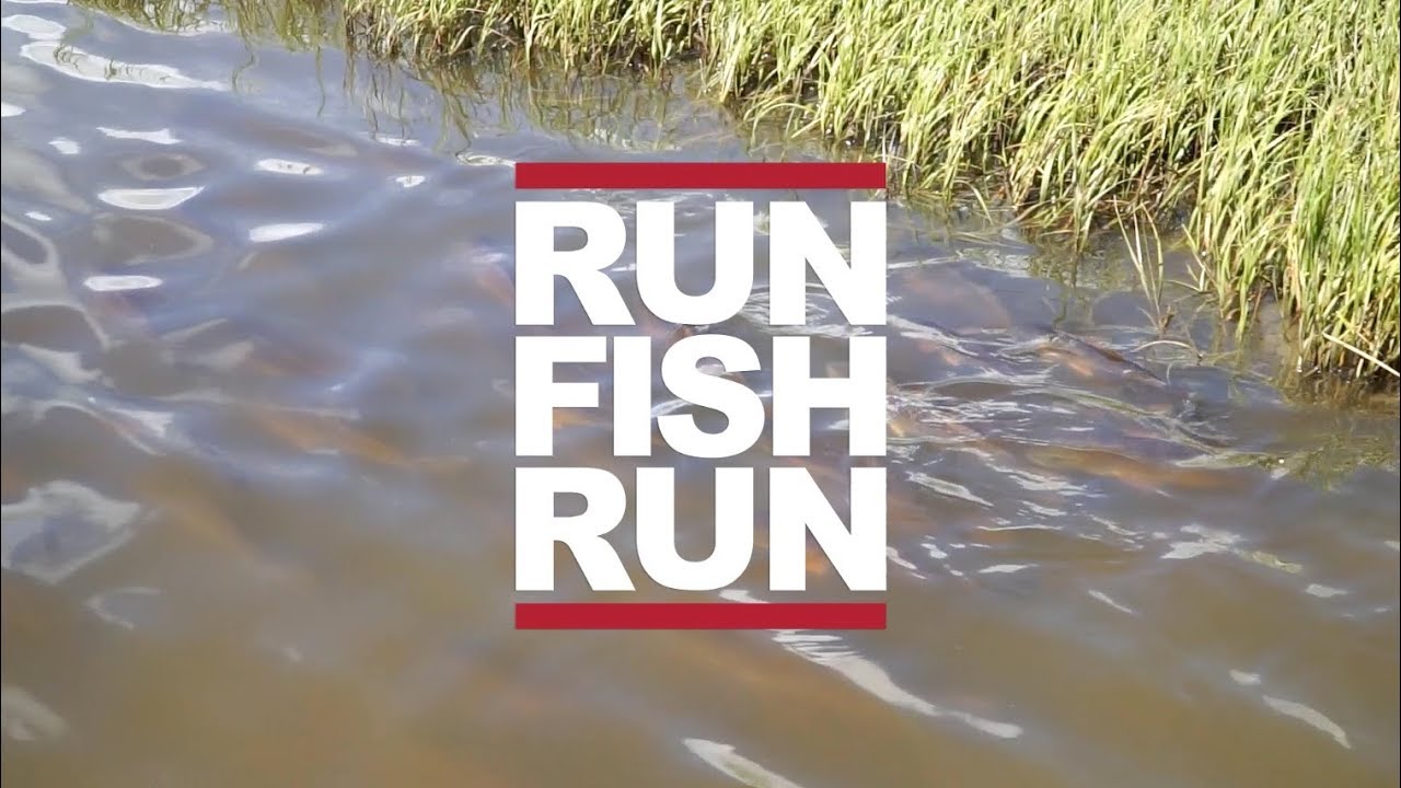 FishFRSH presents: #RUNFISHRUN Redfish Eats
