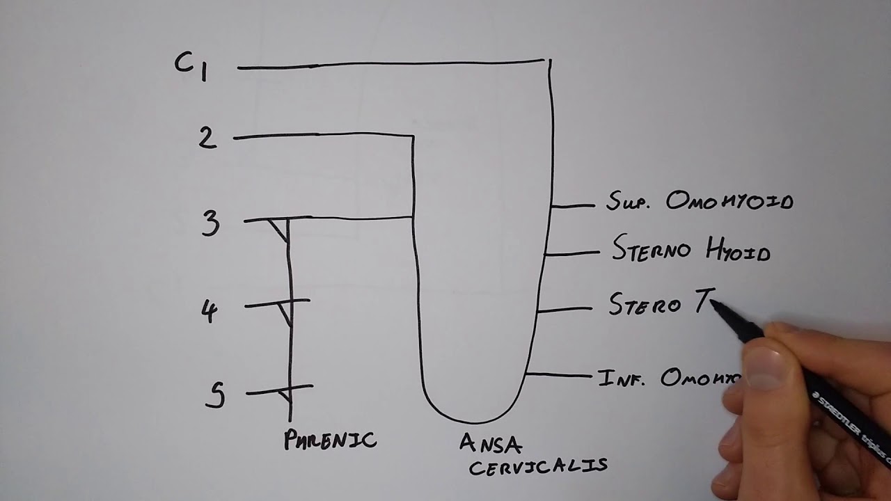 Cervical Plexus I &ndash; Quick & Functional Drawing. [Basic Anatomy]
