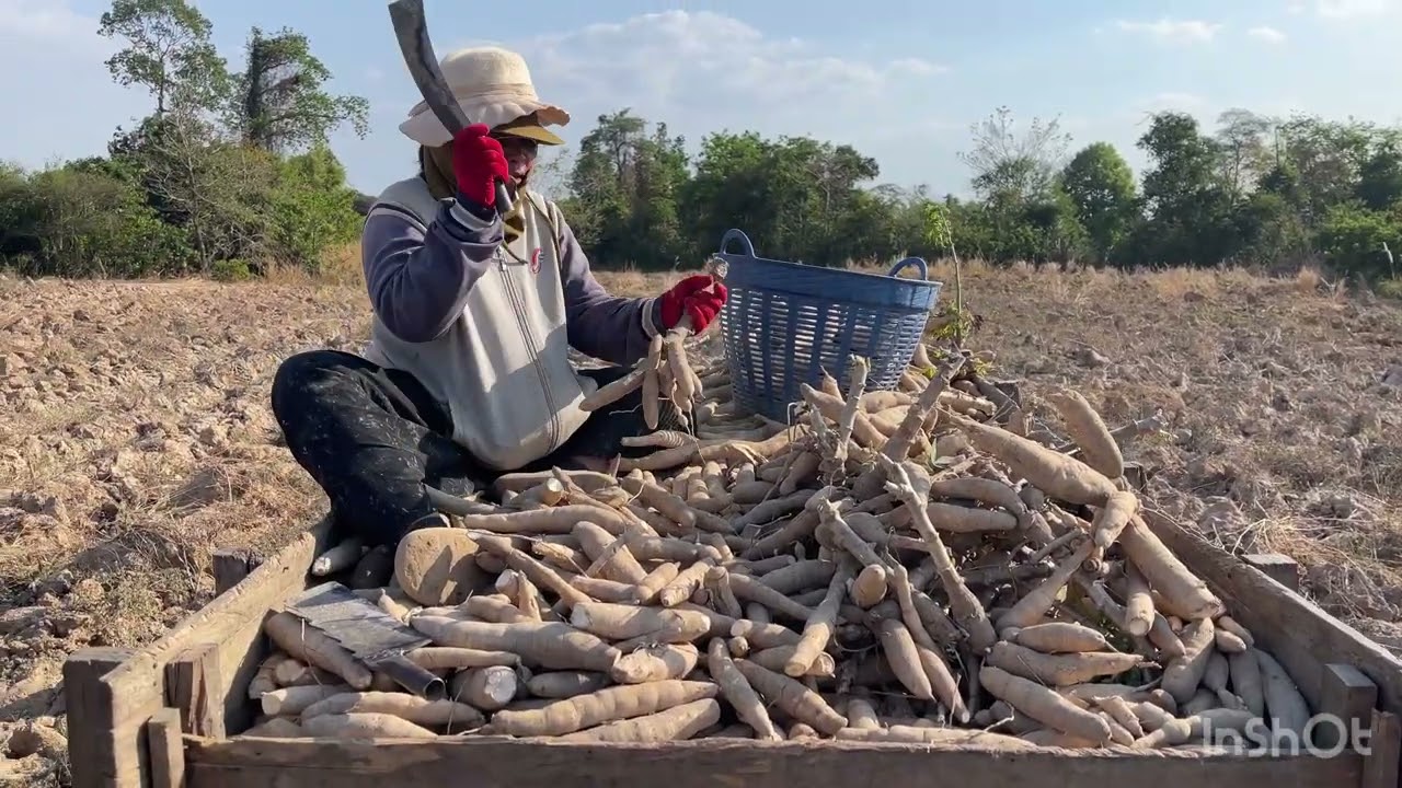 ដំឡូងឡើងថ្លៃ តែអស់ដំឡូងលក់