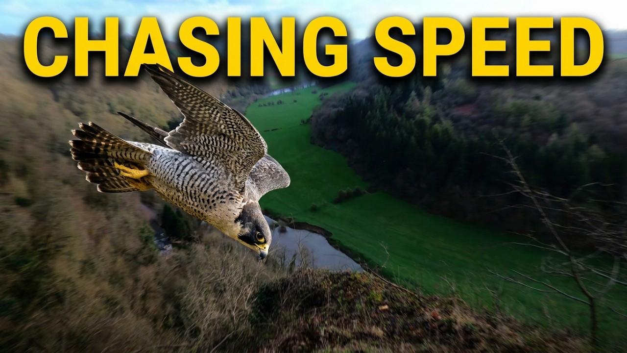 A Day With The Peregrine Falcon at Symonds Yat!