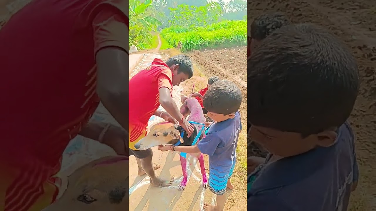 traditional pongal celebration 