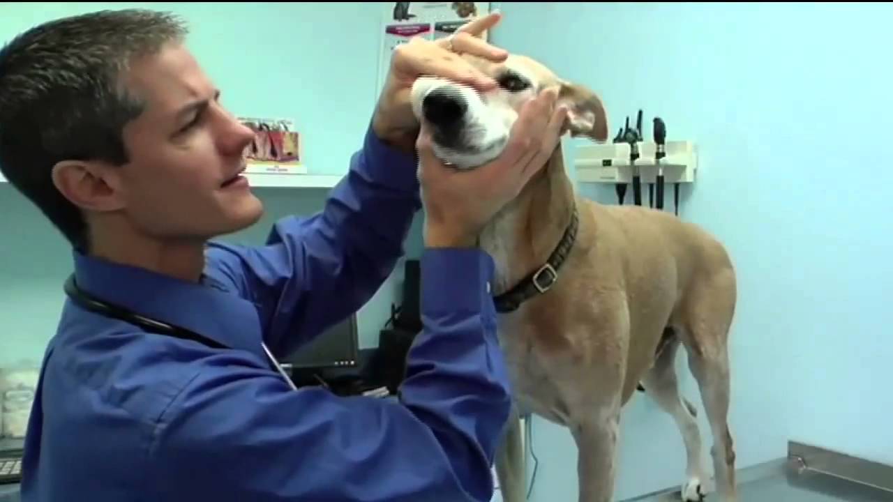 DPC Veterinary Hospital Video - Davie, FL - Pets