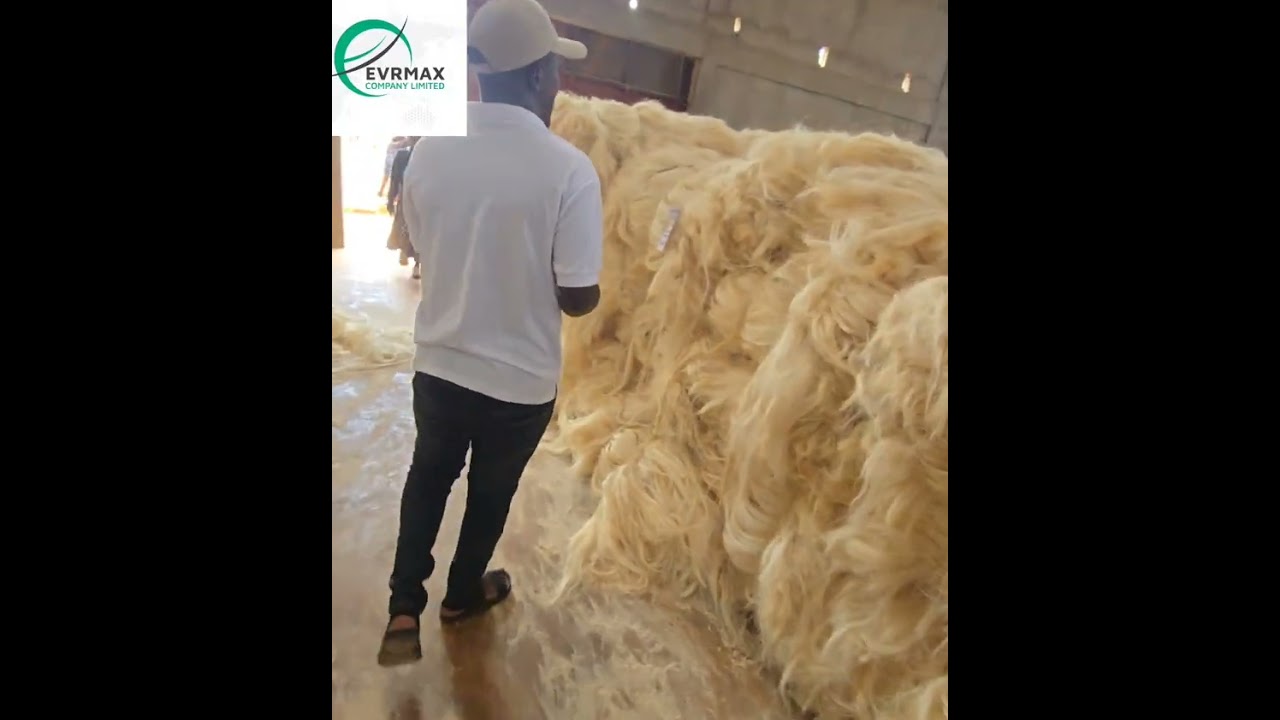 Inside Evrmax Tanzania 🇹🇿 | How Premium Sisal (UG, SSUG & Tow‑1) Is Prepared for Global Export 🌿🚢