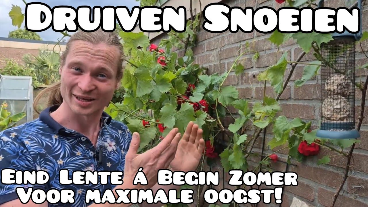 Druiven Zomersnoei: Snoeien voor Maximale Oogst!