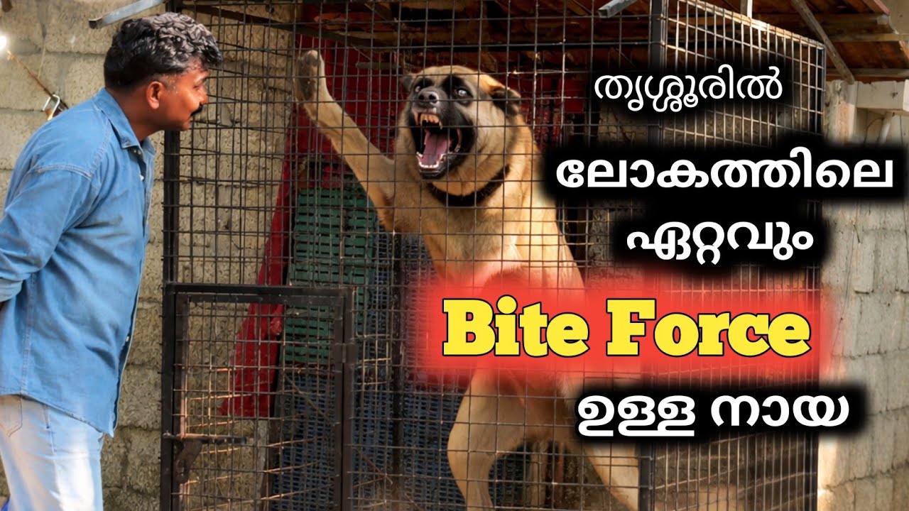 ഒരു കടി കിട്ടിയതേ ഉള്ളൂ.. വീണ്ടും അടുത്തത്.. Dog challenge 