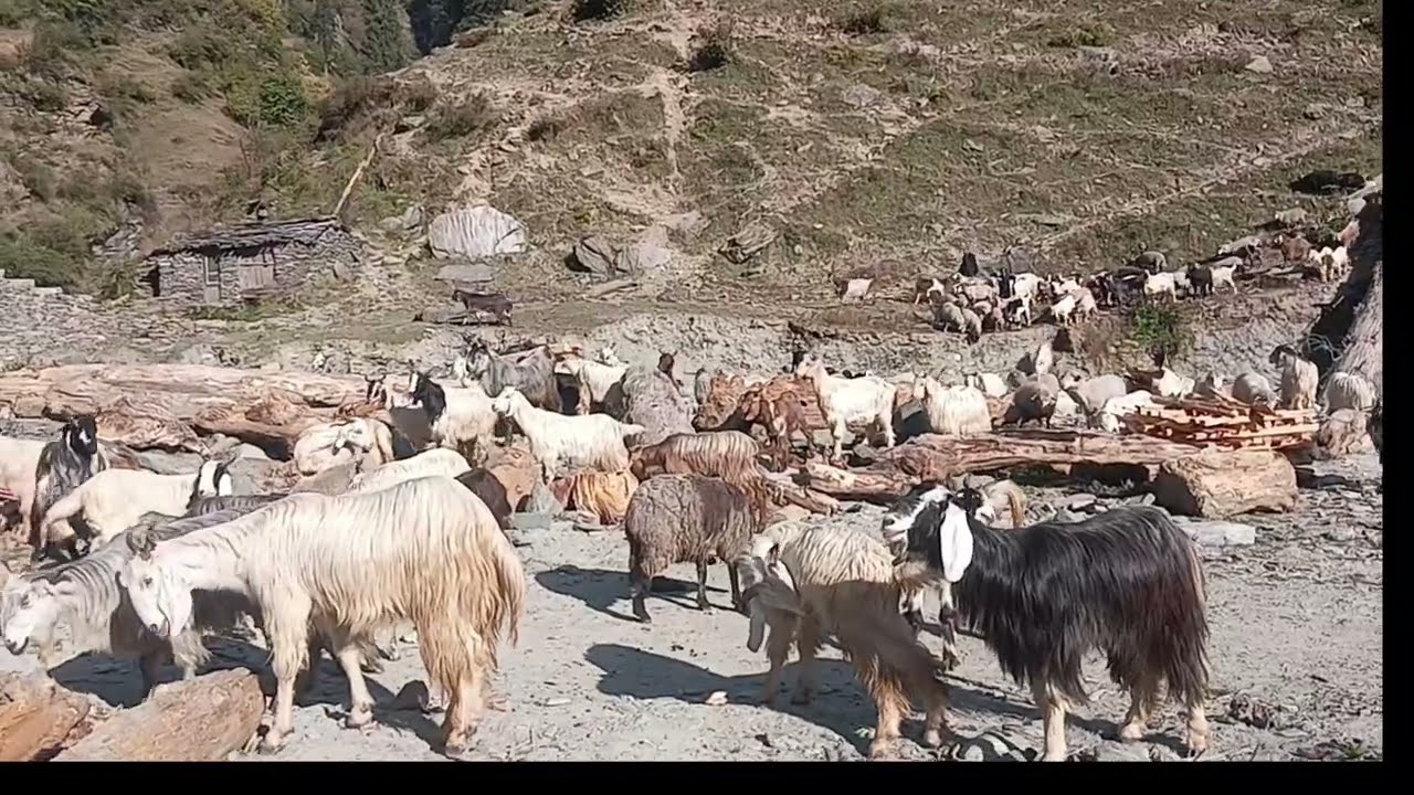 Why Shepherds Leave the Himalayas Every Winter | Nomadic Migration Life
