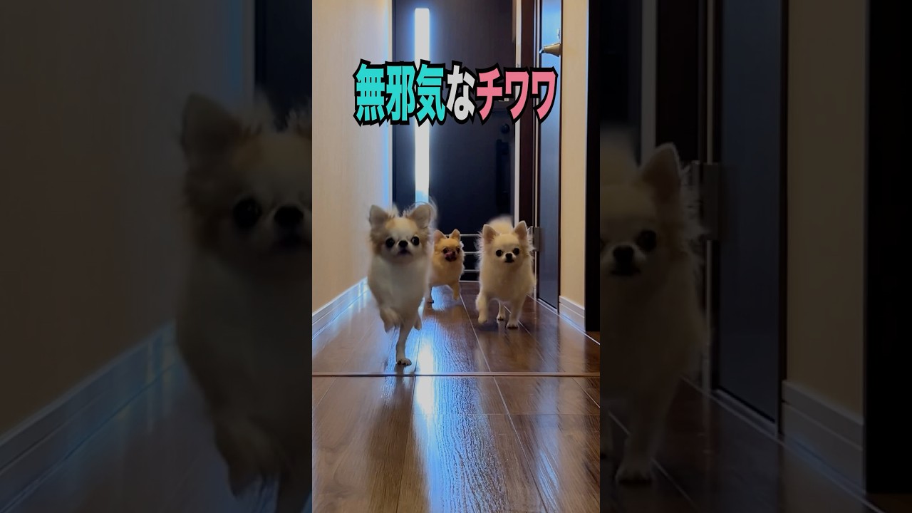 【無邪気なチワワ】