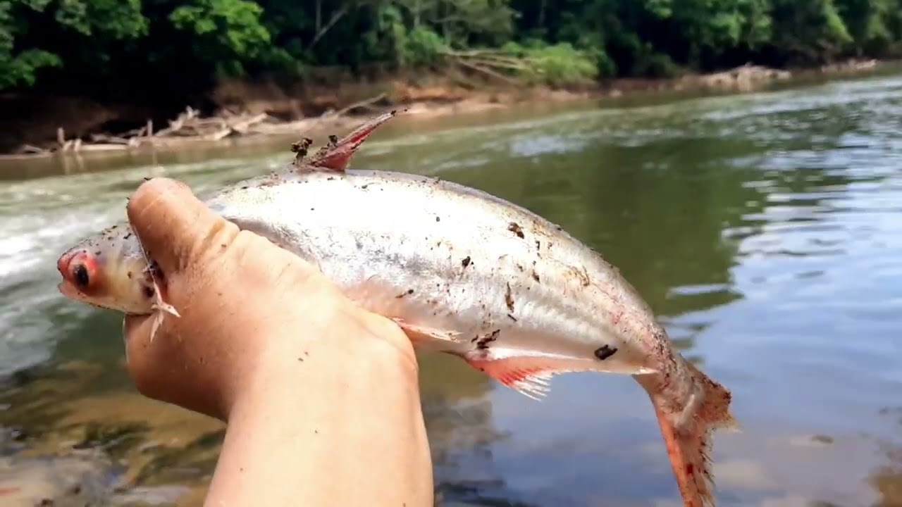 dikira babon patin 20kg yang menyambar umpan