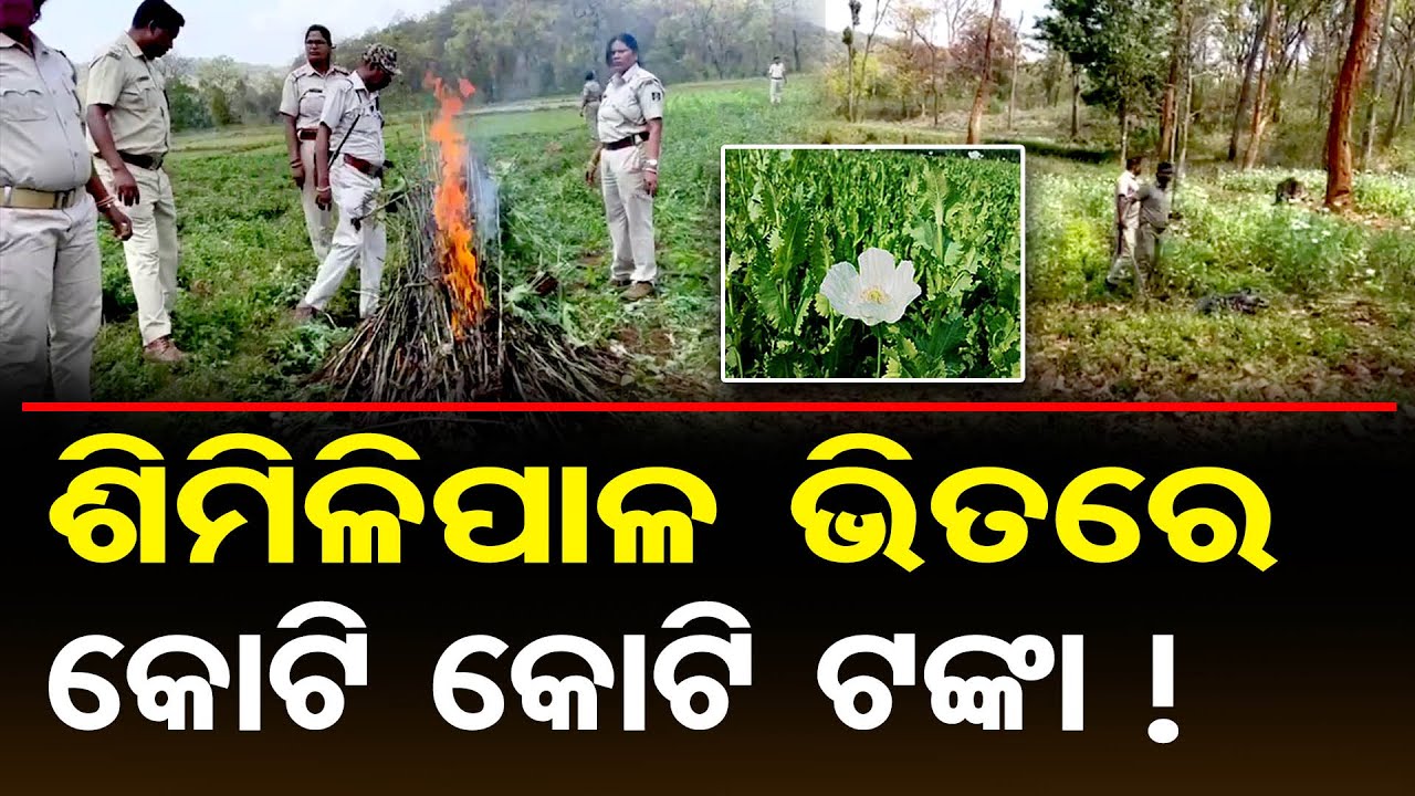 ଶିମିଳିପାଳ ଭିତରେ କୋଟି କୋଟି ଟଙ୍କା ! | Odisha Reporter