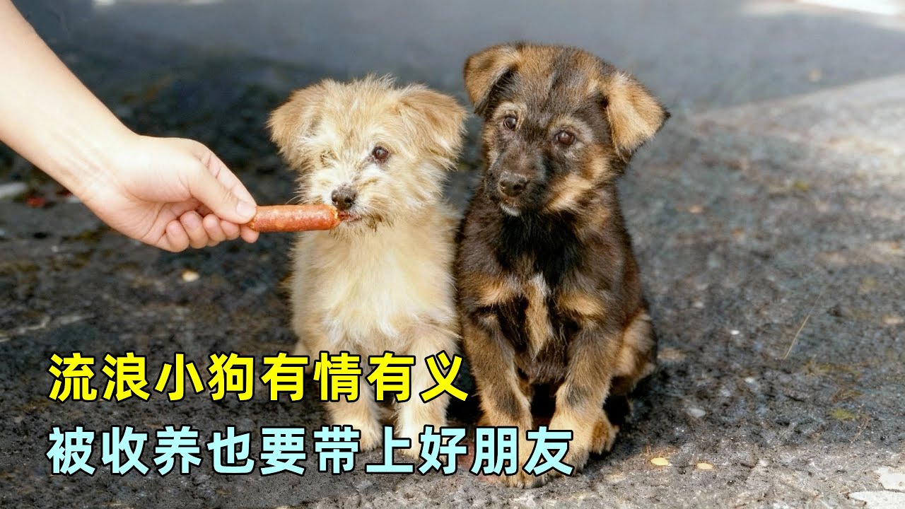 有情有义的流浪小狗，被收养也要带上好朋友